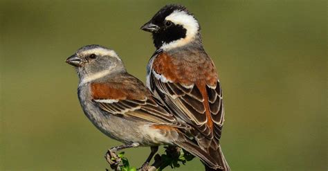 Sparrow Bird Facts A Z Animals