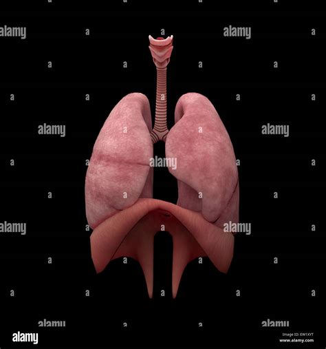 Pulmones Y Aparato Respiratorio Fotografías E Imágenes De Alta