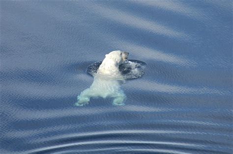 Melting Sea Ice Forces Polar Bears To Swim Longer Farther Study