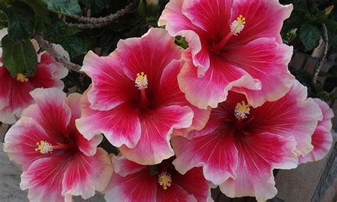 Hibiscus Tree Care Growing The Perfect Tropical Patio Plant