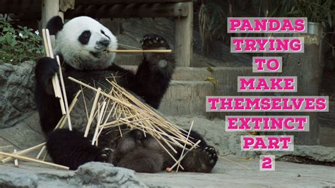 Pandas Trying To Make Themselves Extinct Part Youtube