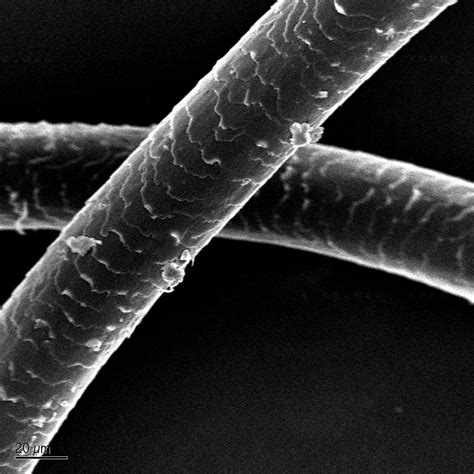 Scientific Image Sem Image Of Human Hair Nise Network