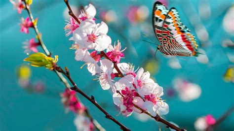 Colorful Butterfly Above White Pink Blossom Hd Butterfly
