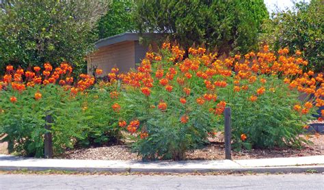 Sandy R Romero Yellow Flowering Bushes In Arizona Column A Slice