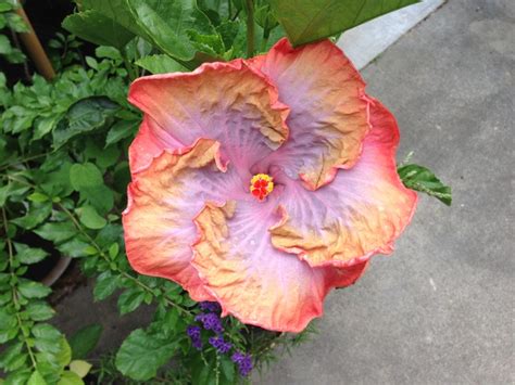 You can also prune a damaged or dying tree to prevent future decay and to promote new, healthy growth. usernamepasaru: Yellow Hibiscus Plant Near Me / Yellow ...