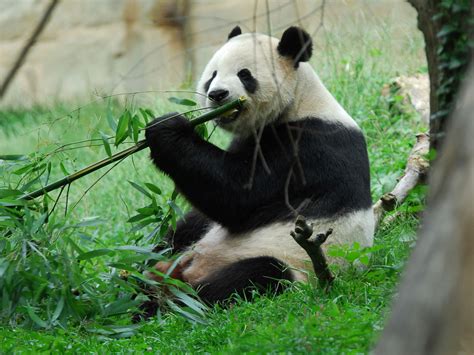 Giant Pandas Eating Bamboo