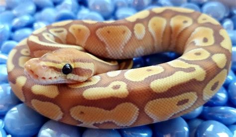 Coral Glow Ball Python Morph Facts Pictures Appearance And Care Guide