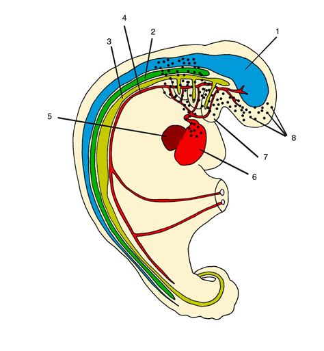 Cureus Embryology Of The Fascial System