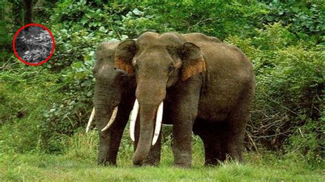 Guía De Elefantes Datos Sobre Especies Y Los Mejores Lugares Para Ver