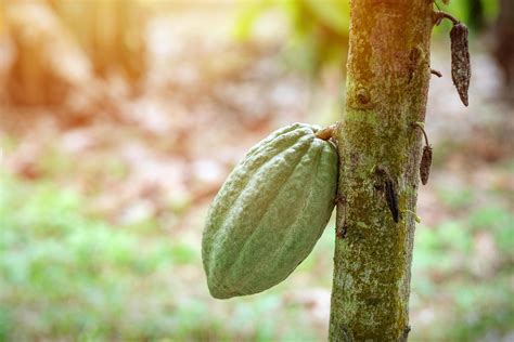 Kakaofrucht Auf Einem Kakaobaum In Einer Tropischen Regenwaldfarm