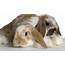 Sweet Bunnies  Lop Eared Rabbits Wallpaper 39058274 Fanpop