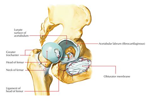 Hip Joint Earths Lab