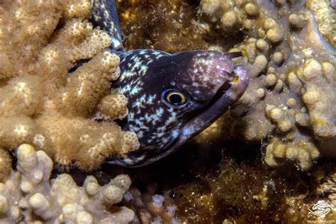 Enigmatic Moray Eel Facts And Photographs Seaunseen
