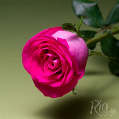 Rio Roses Topaz Rose Rose Varieties Flower Catalogs