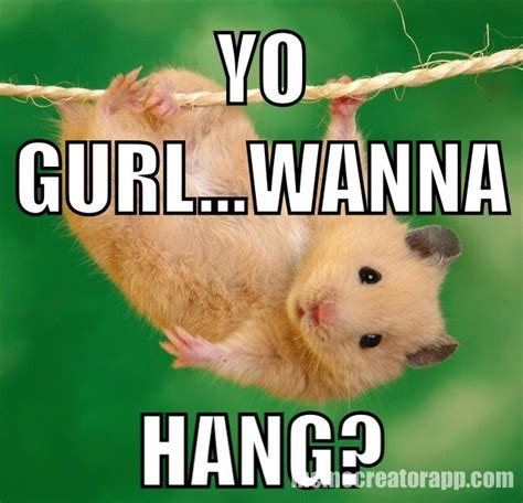 Gangster Hamster Cute Hamsters Funny Animal Pictures Funny Animal Videos