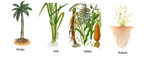 Jenis Jenis Batang Tumbuhan Contoh Dan Gambarnya Riset