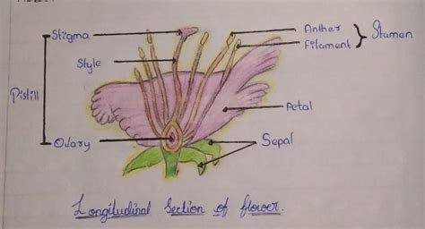 Draw And Label The Longitudinal Section Of A Flower Infoupdate Org