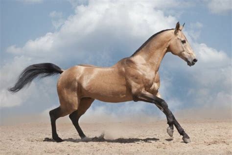 10 Most Exotic Horse Breeds With Pictures Pet Keen