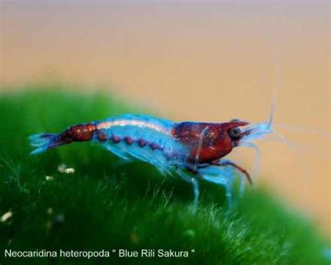 Carrying Blue Rili Shrimp Neocaridina Davidi Garnelio En