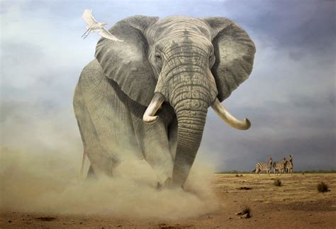 Beautiful Elephant Elephant Pictures African Wildlife Art African