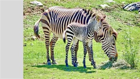 What Is Baby Zebra Called Petforcat