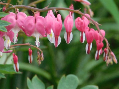 Jun 20, 2021 · paul a. Bleeding Hearts: Plant Care and Collection of Varieties ...