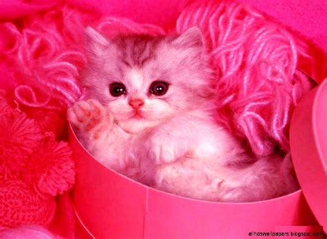 Cute Cat With Pink Background All Hd Wallpapers
