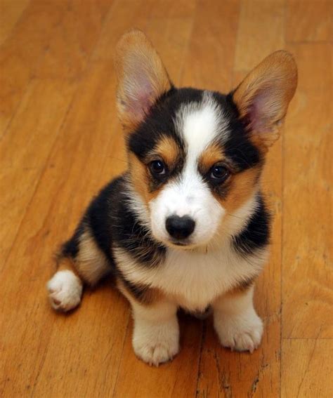 Who Wouldnt Love This Face Cute Animals Pembroke Welsh Corgi Puppies