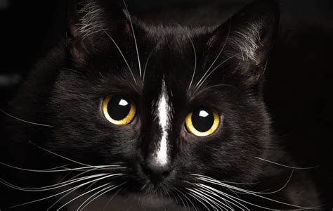 Black Cat Superstition Good And Bad Luck Beliefs