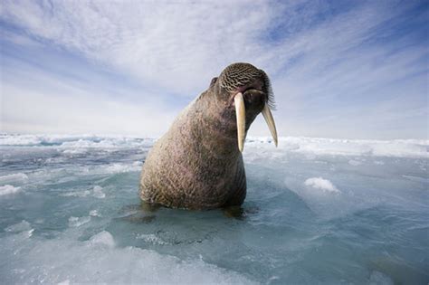 Walrus Tangle Island © Paul Nicklen National Geographic Flickr
