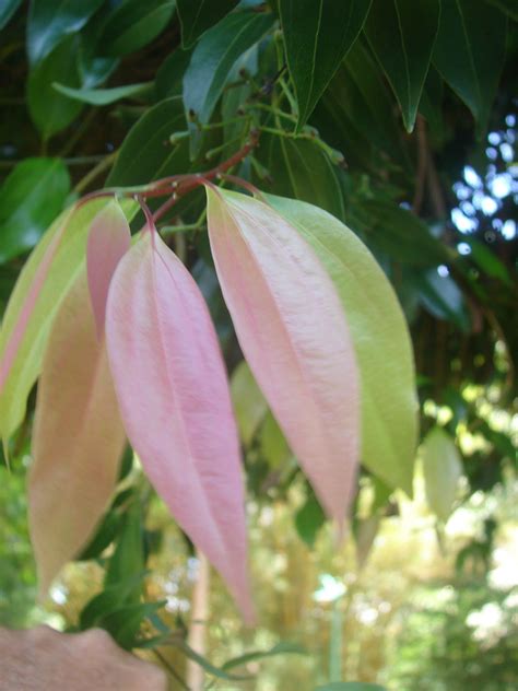 Polynesian Produce Stand Ceylon Cinnamon Spice Tree Cinnamomum