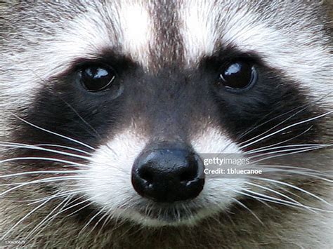 Raccoon Eyes High Res Stock Photo Getty Images