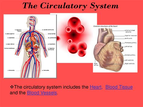 Circulatory System Body Systems