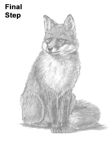 55+ projects for cartoons, caricatures & comic portraits. How to Draw a Fox (Sitting)