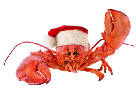 Best Lobster Animal Stock Photos Pictures And Royalty Free Images Istock