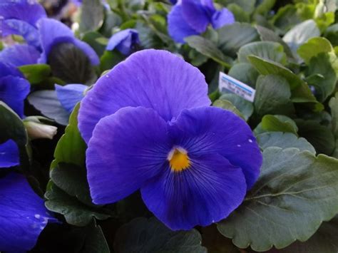 Pansy Delta Premium True Blue Pacific Northwest Garden Northwest