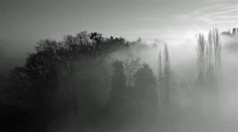 Free Images Tree Nature Light Cloud Black And White Fog Mist