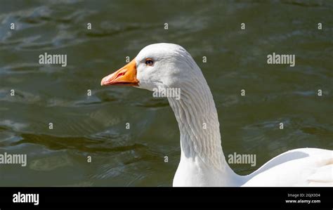 Close Up Low Level View Of Embden Emden Geese Single Portrait Shot Of