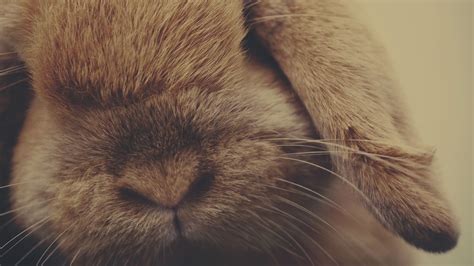 Wallpaper Rabbit Ears Shade Nose Fur 1920x1080 Wallup 670123