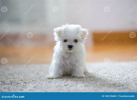 Cucciolo Maltese Sveglio Bianco 2 Mesi Che Ci Esaminano Fotografia