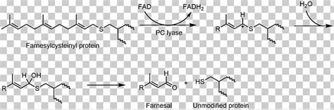 Flavin Adenine Dinucleotide Hemithioacetal Flavin Group Redox Biology