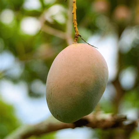 Keitt Mango Grow Guide Tropical Tree Guide