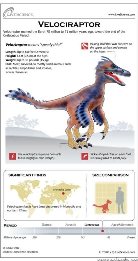 How Tall Is A Velociraptor Solsarin