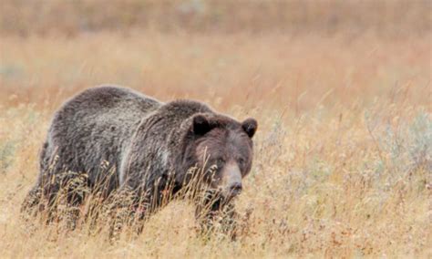 Doi Listens To Local Concerns Scraps Plans To Reintroduce Grizzly