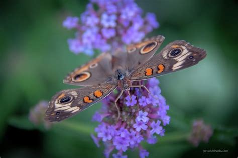 Common Buckeye Butterfly By Leeann Mclanegoetz