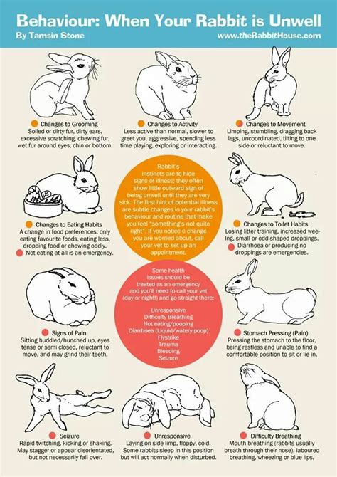 Pin By Jackie Wilson On Rabbit Care Pet Bunny Rabbits Bunny Care