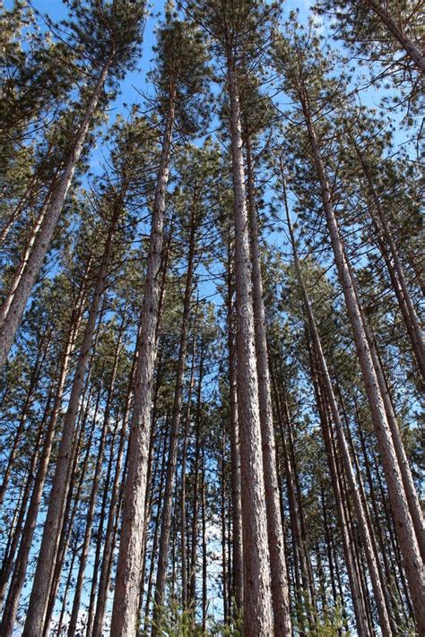 Tall Pines In The Forest Stock Photo Image Of Beauty 29950204