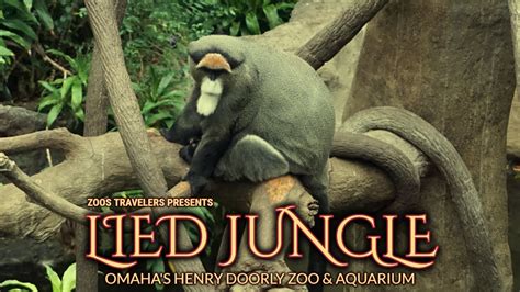 Lied Jungle Omahas Henry Doorly Zoo And Aquarium Youtube