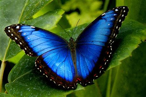 Beautiful Butterflies In The World