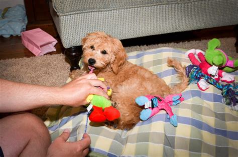 More frequent breeding is not healthy. How Many Puppies Can A Mini Goldendoodle Have ...